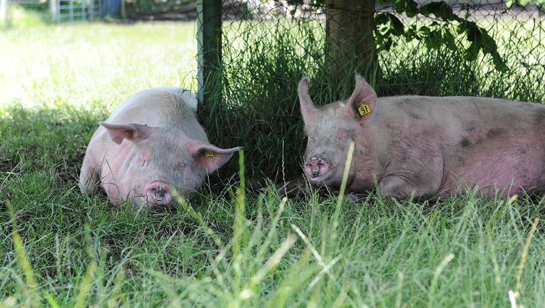 Susländer Schweine aus Schleswig-Holstein