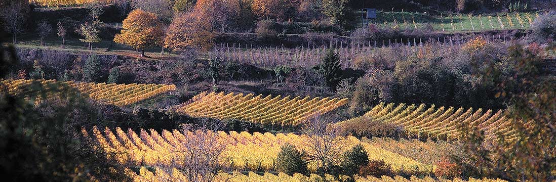 Das Weingut von Winning setzt auf Tradition