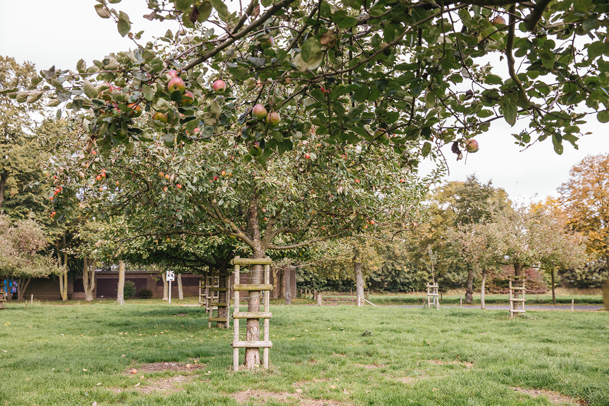 Streuobstwiese von van Nahmen