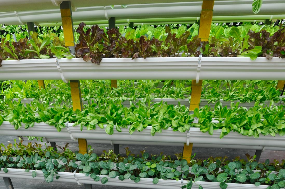 Pflanzen im Gewächshaus nach dem Prinzip des Vertical Farming