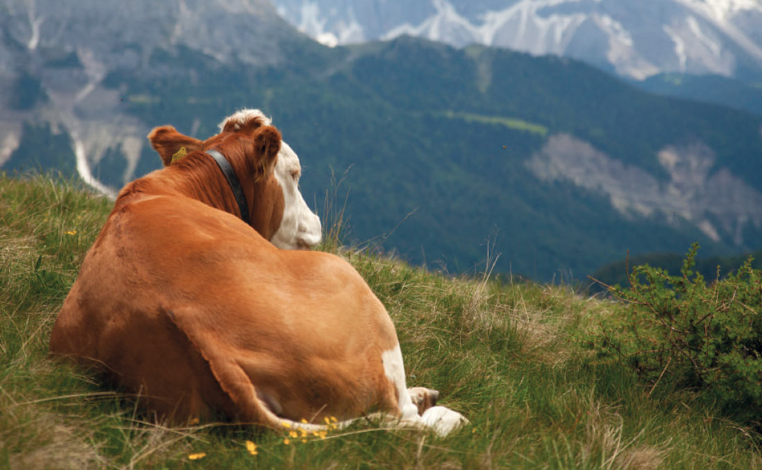 Kuh in den Alpen