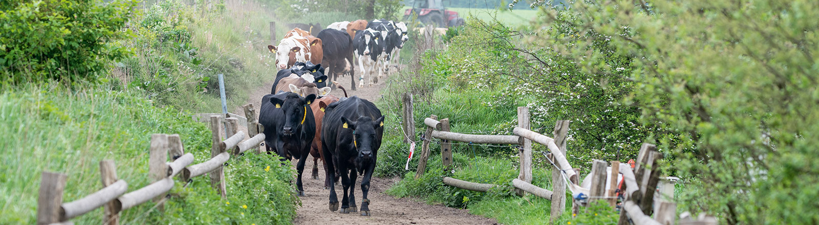Regionaler Käse vom Hof Backensholz für Großverbraucher