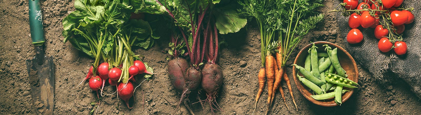 CHEFS CULINAR Tipps Gemüse richtig lagern