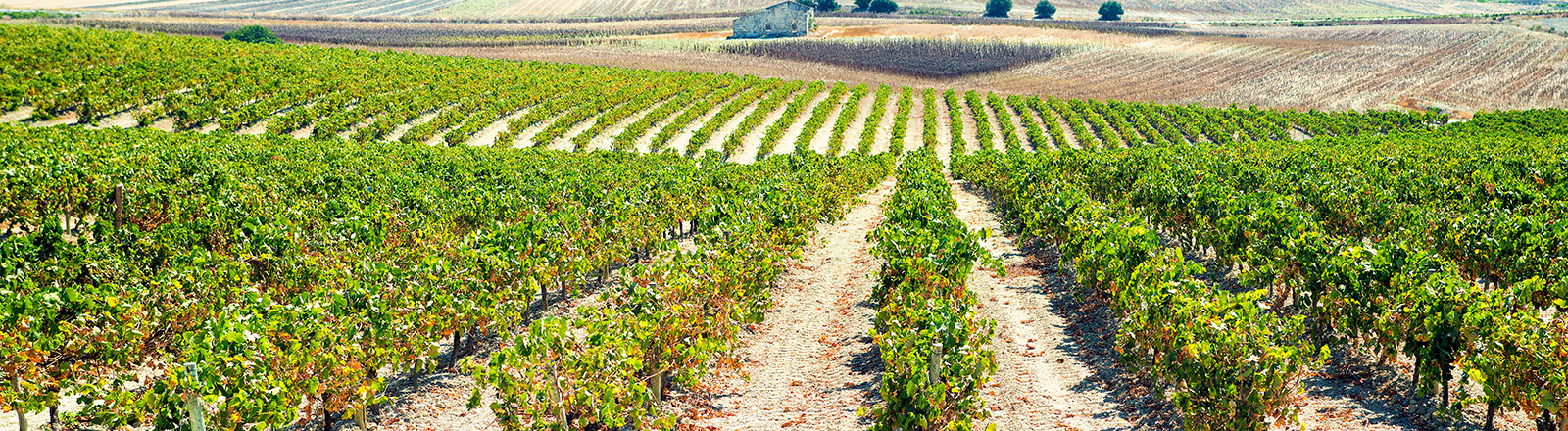 Weinreben nahe Jerez in Andalusien