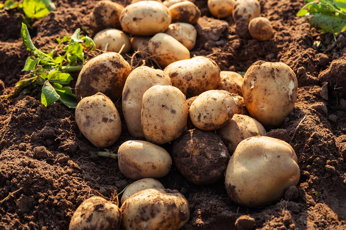 Frühkartoffeln