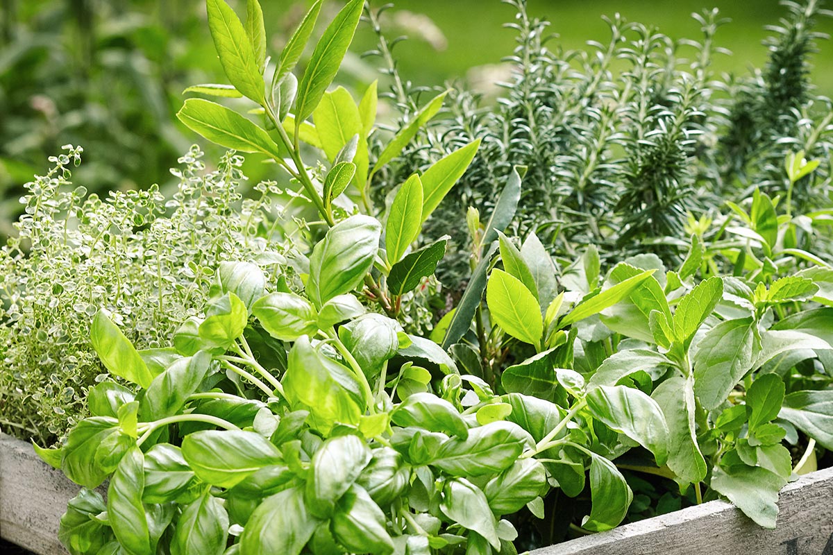 How to handle Kräuter