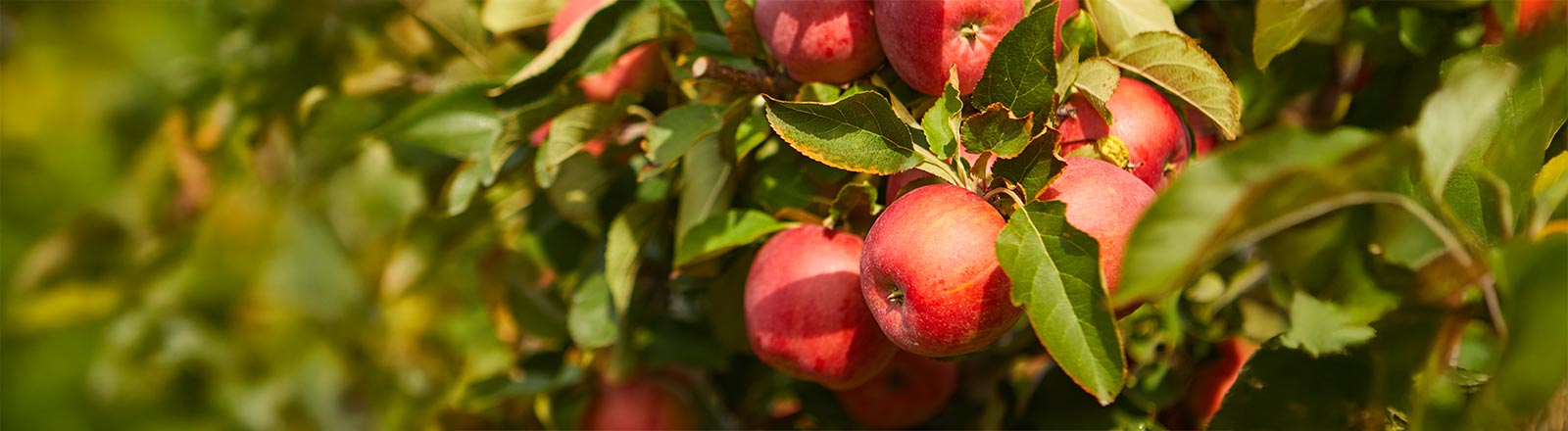 CHEFS CULINAR Im Galopp zur Apfel-Saison