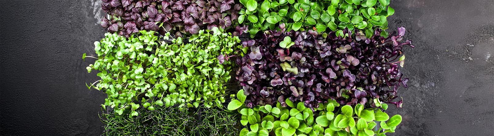 CHEFS CULINAR Krasse Kresse  — die Sortenvielfalt