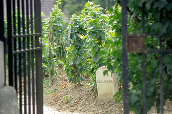 Tradition und Erfahrung steckt in der Weinlese des Hauses Bollinger