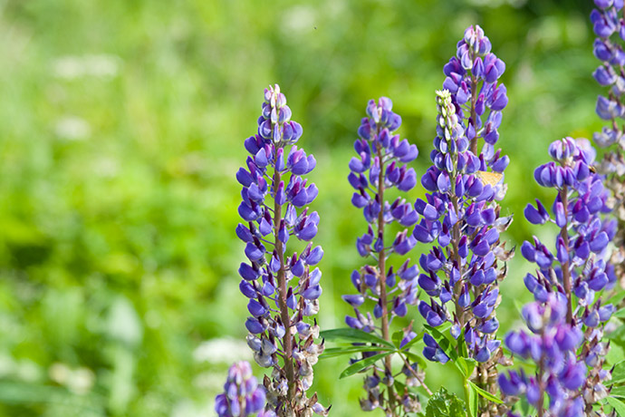 Lupine Feld Pflanzen 