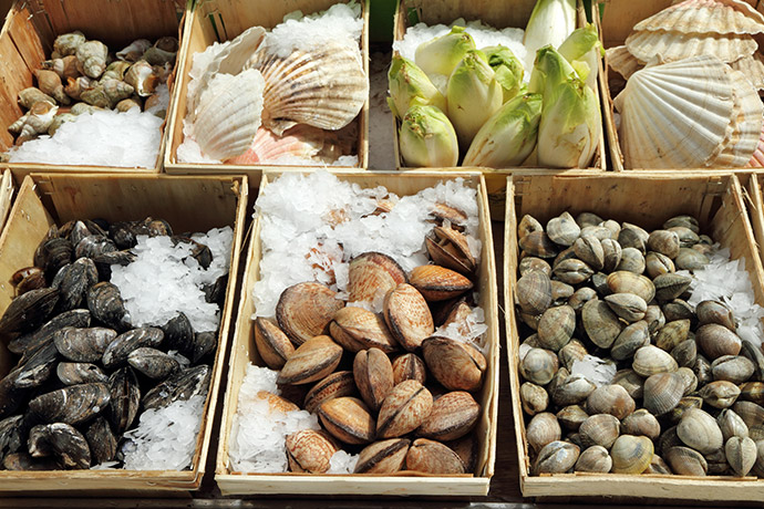 Muscheln und Schnecken auf Eis