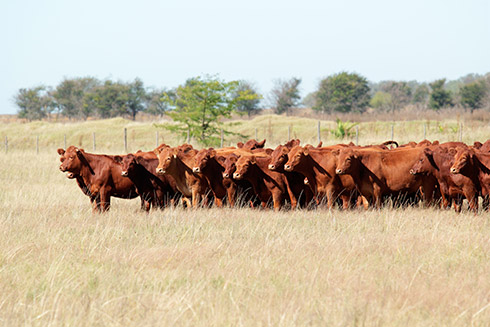 Angusherde in Brasilien