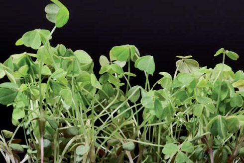 Baby Clover Cress