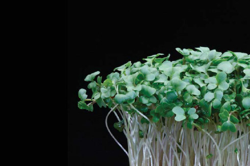 Brocco Cress