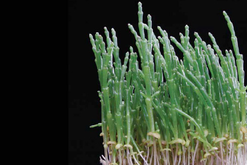 Salicornia Cress