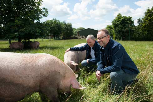 Susländer Schweine aus Schleswig-Holstein