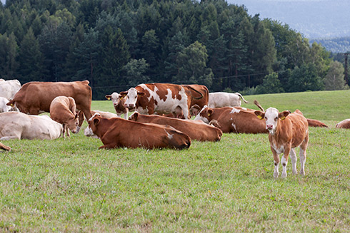 Ökologische Landwirtschaft