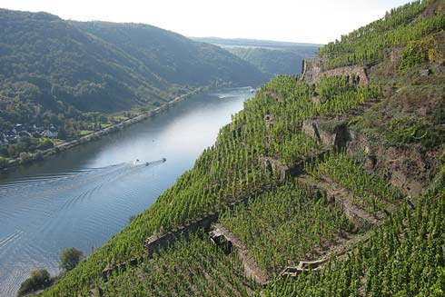 Weinberge bei Winningen