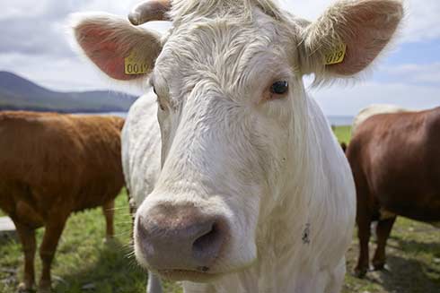 In Irland wird die Rinderzucht gelebt: Mittlere Betriebe setzen seit 5.000 Jahren Ihr Know-How und Tradition in die Zucht für bestes Fleisch