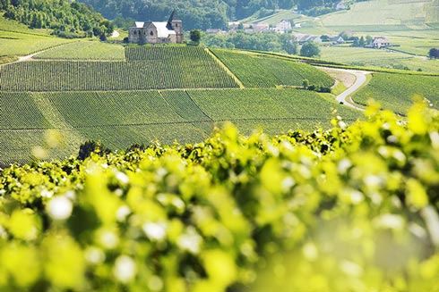 Champagner muss aus der französischen Gebiet der Champagne stammen