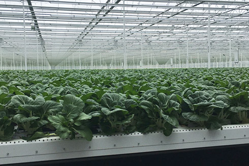 Aqua-Salat aus nachhaltigem Anbau von CHEFS CULINAR bleibt vom Säen bis zur Ernte im Gewächshaus