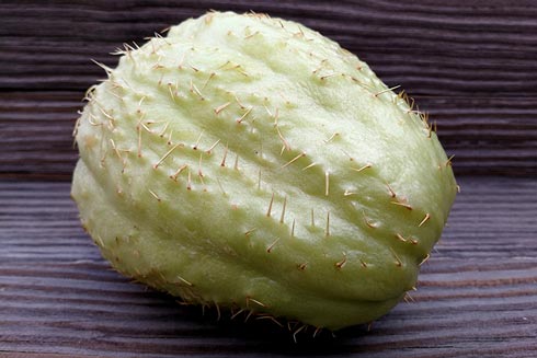 Eine köstliche Tropenfrucht: Chayote