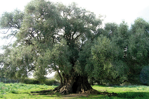 Die Olivenbäume von Primoljo sind bis zu 750 Jahre alt