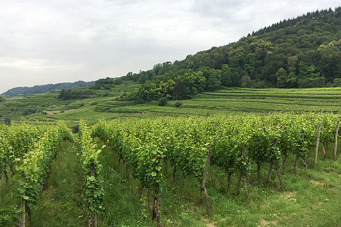 Mit dem Planwagen ging es beim Weingut Stefan Rinklin zu den Weinbergen