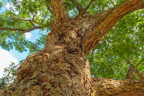 Hickory-Holz gilt in der BBQ-Szene als besonders beliebt