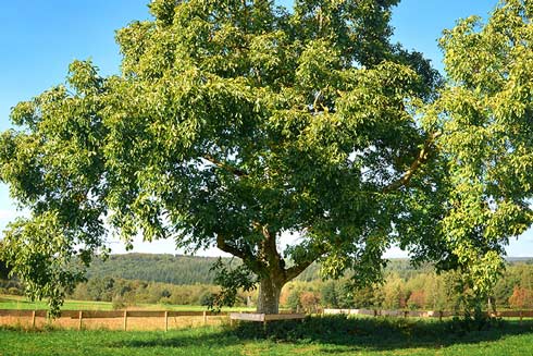 Für Räucher-Kenner: Holz von Walnuss-Bäumena