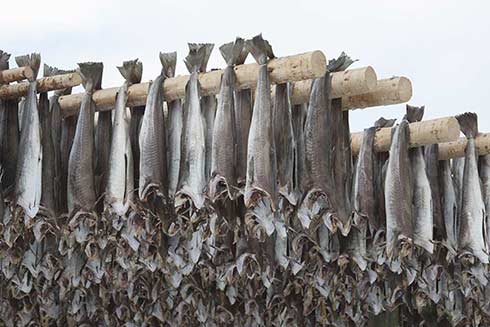 Stockfisch wird kopfüber zum Trocknen aufgehängt und so beinahe unbegrenzt haltbar gemacht
