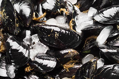 Frische Miesmuscheln durften angenehm nach Salzwasser und sind fest verschlossen