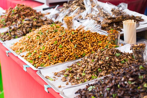 Ganz schön krabbelig: Insekten werden im Ausland zum Kauf angeboten