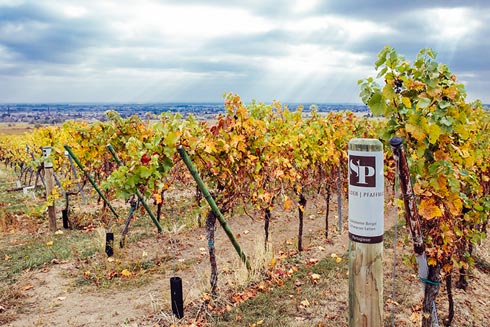 In Edenkoben wird der Wein von Schneider Pfaffmann angebaut