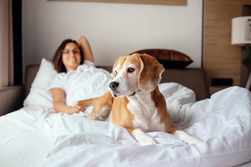 Ein Hund im Hotelbett? 2019 werden Hotels, die sich z. B. auf Haustiere spezialisieren, groß herauskommen.