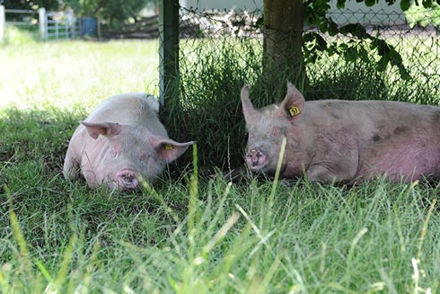 Susländer Schweine in natürlicher Umgebung