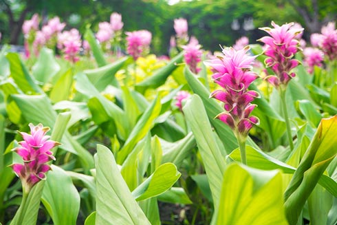 Lange Blätter und schöne Blüten: Kurkuma