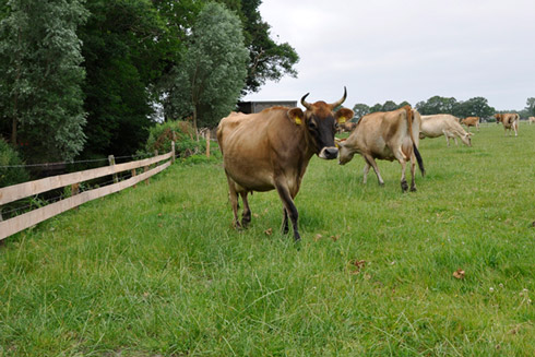 Glückliche Kühe mit Hörnern geben eine mineralstoffreichere Milch, aus der sich der beste Käse herstellen lässt