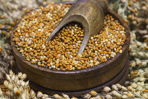 Sorghumhirse zählt zu den wichtigsten Getreidesorten Afrikas