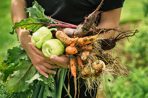 Bio und vegan