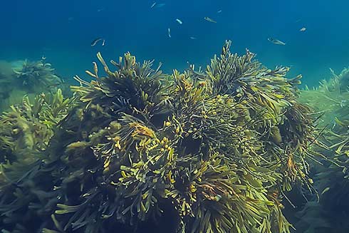 Algenunterwasserwelt