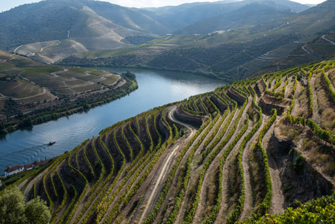Terrassen mit Weinreben im Duoro-Tal in Portugal