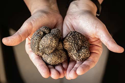 Trüffel aus Italien, Schwarzer Trüffel riecht nach Pilzen, Kakao und Moschus