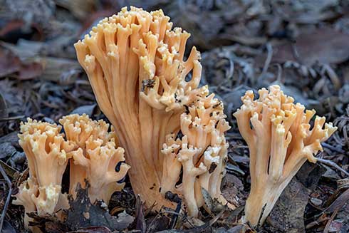Korallenpilz