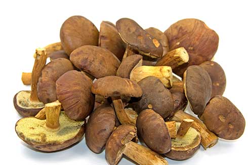 Maronenpilz