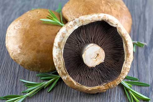 Portobello Champignon