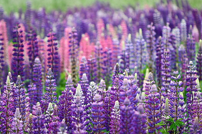 Lupine