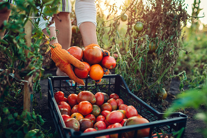 Nachhaltige Tomaten