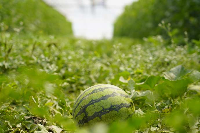 Melonenzucht