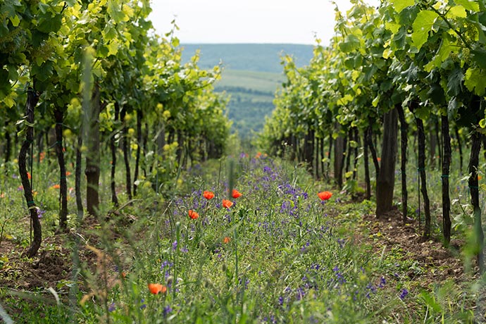 Ökologischer Anbau von Wein, Blumenstreifen zwischen Weinreben